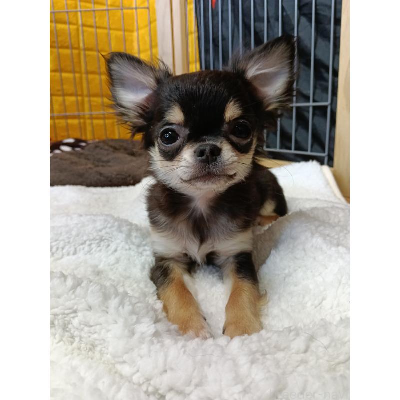 販売中の千葉県のチワワ(ロングコート)-419078の21枚目