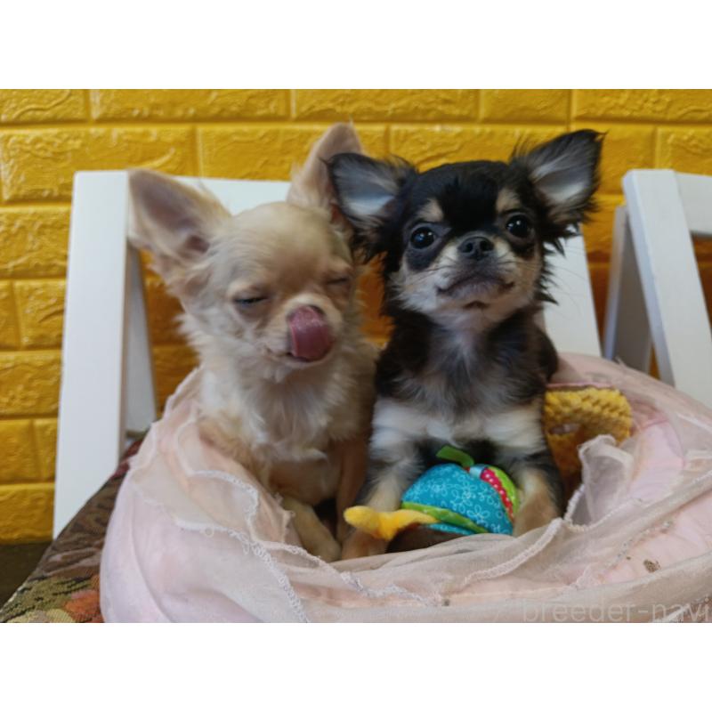 販売中の千葉県のチワワ(ロングコート)-419078の18枚目