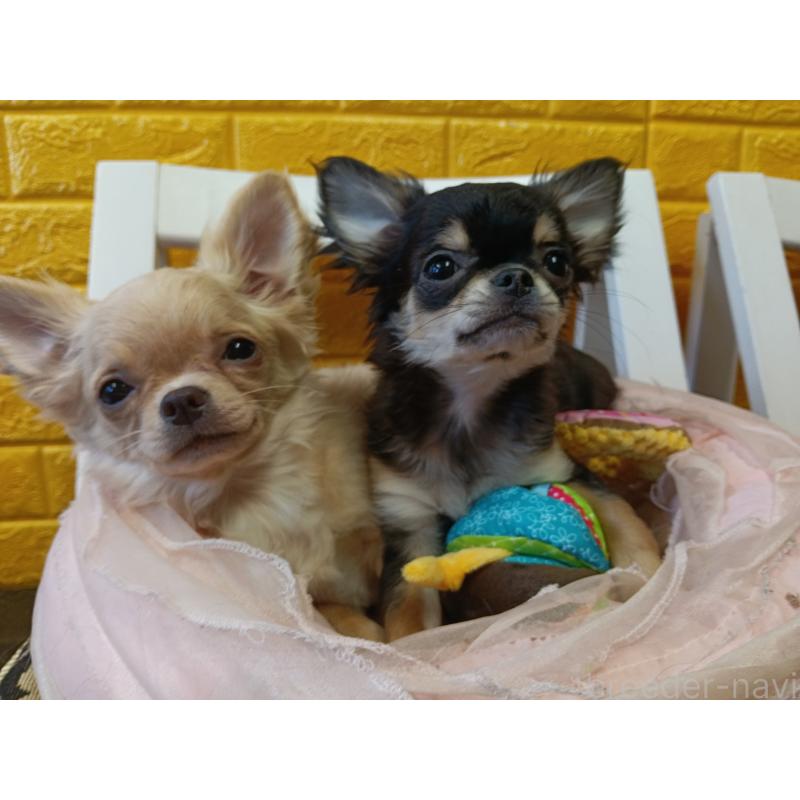 販売中の千葉県のチワワ(ロングコート)-419078の17枚目