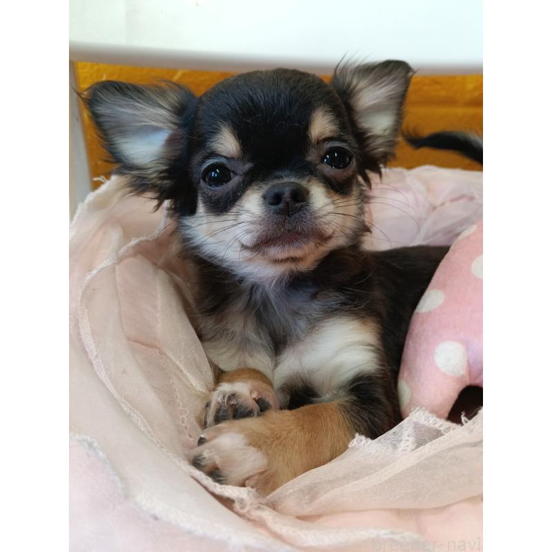 販売中の千葉県のチワワ(ロングコート)-419078の16枚目