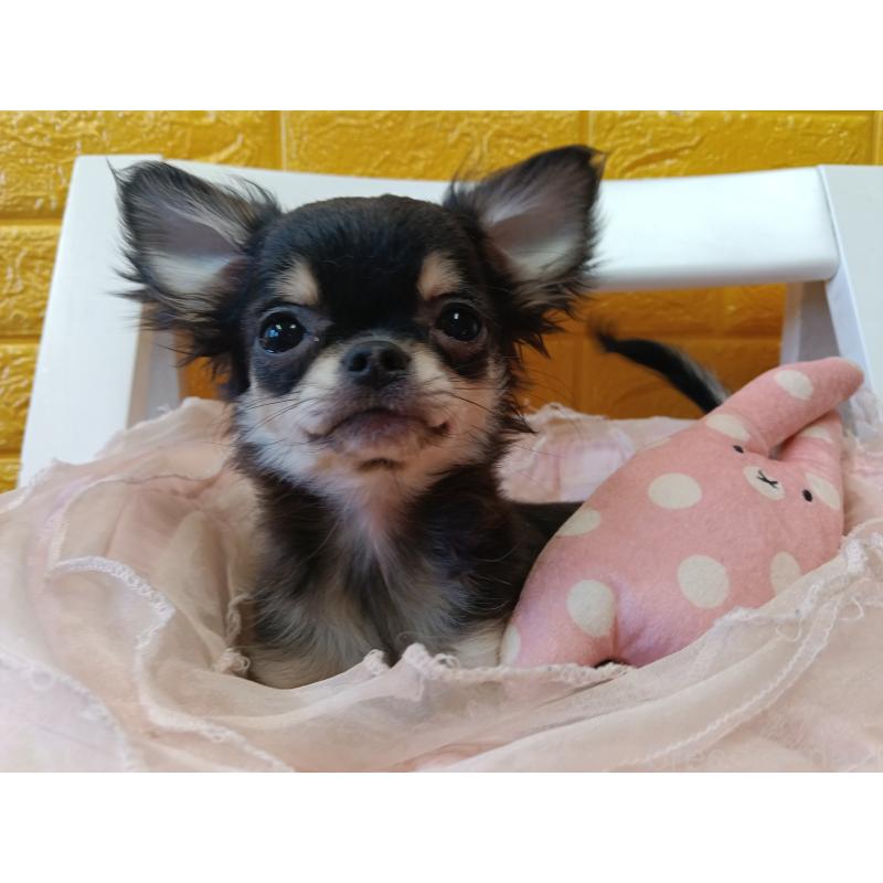 販売中の千葉県のチワワ(ロングコート)-419078の15枚目