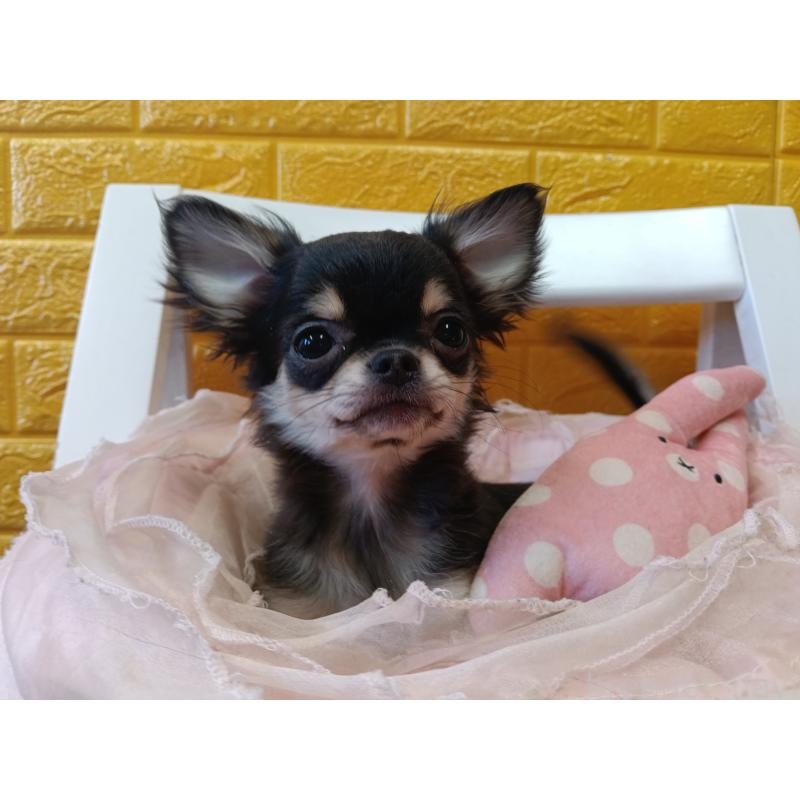 販売中の千葉県のチワワ(ロングコート)-419078の14枚目