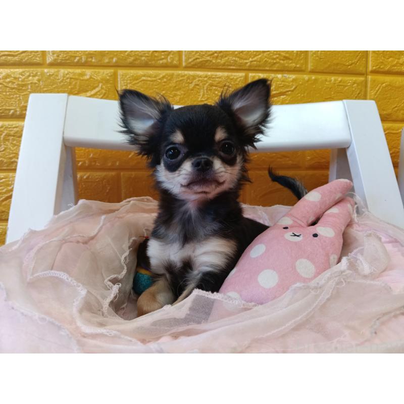 販売中の千葉県のチワワ(ロングコート)-419078の11枚目