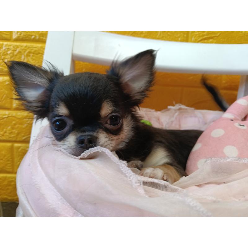 販売中の千葉県のチワワ(ロングコート)-419078の9枚目