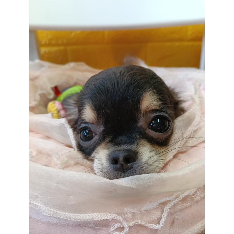 販売中の千葉県のチワワ(ロングコート)-419078の8枚目