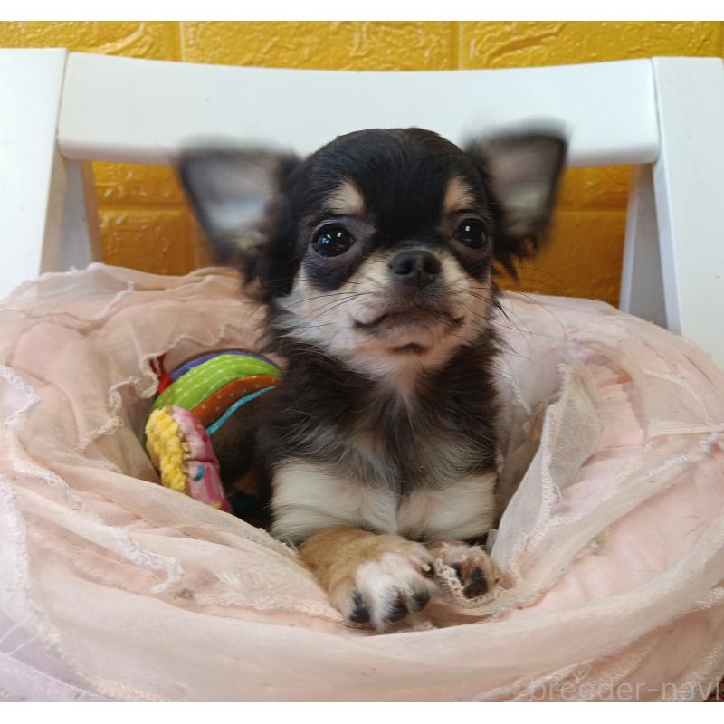 販売中の千葉県のチワワ(ロングコート)-419078の7枚目