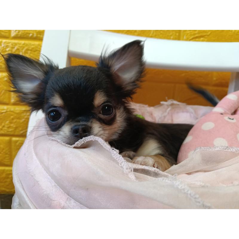 販売中の千葉県のチワワ(ロングコート)-419078の6枚目