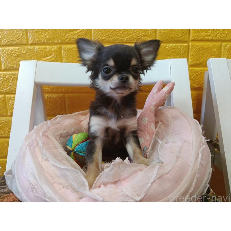 販売中の千葉県のチワワ(ロングコート)-419078の5枚目