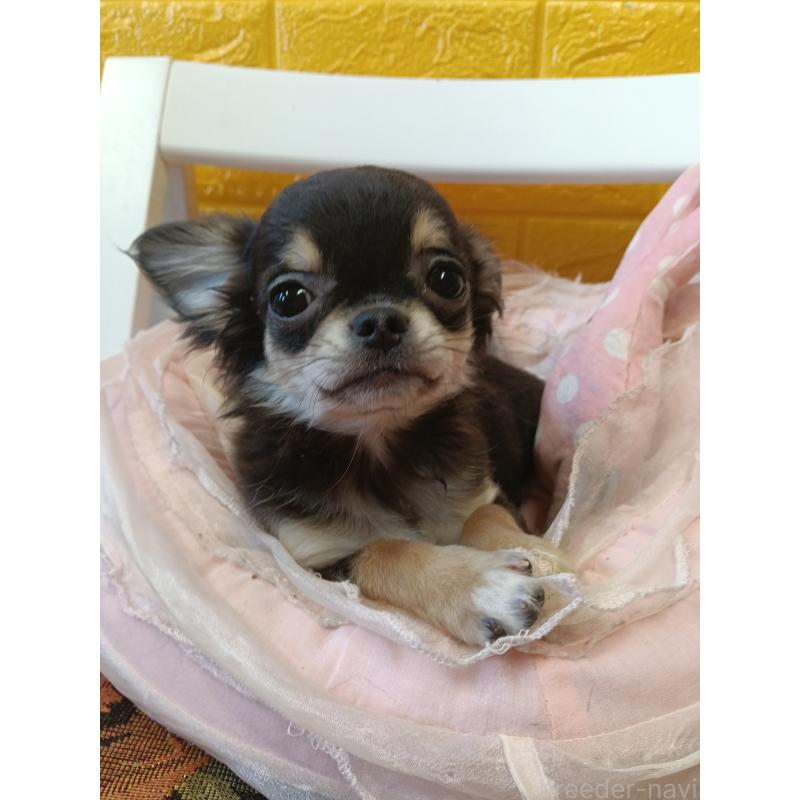 販売中の千葉県のチワワ(ロングコート)-419078の2枚目