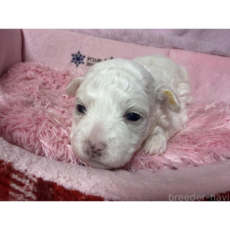 販売中の長野県のボロニーズ-447211