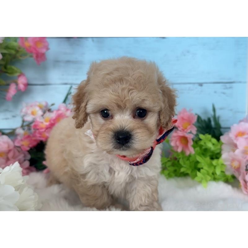 販売中の埼玉県のマルプー:マルチーズ×トイプードル-447210の8枚目