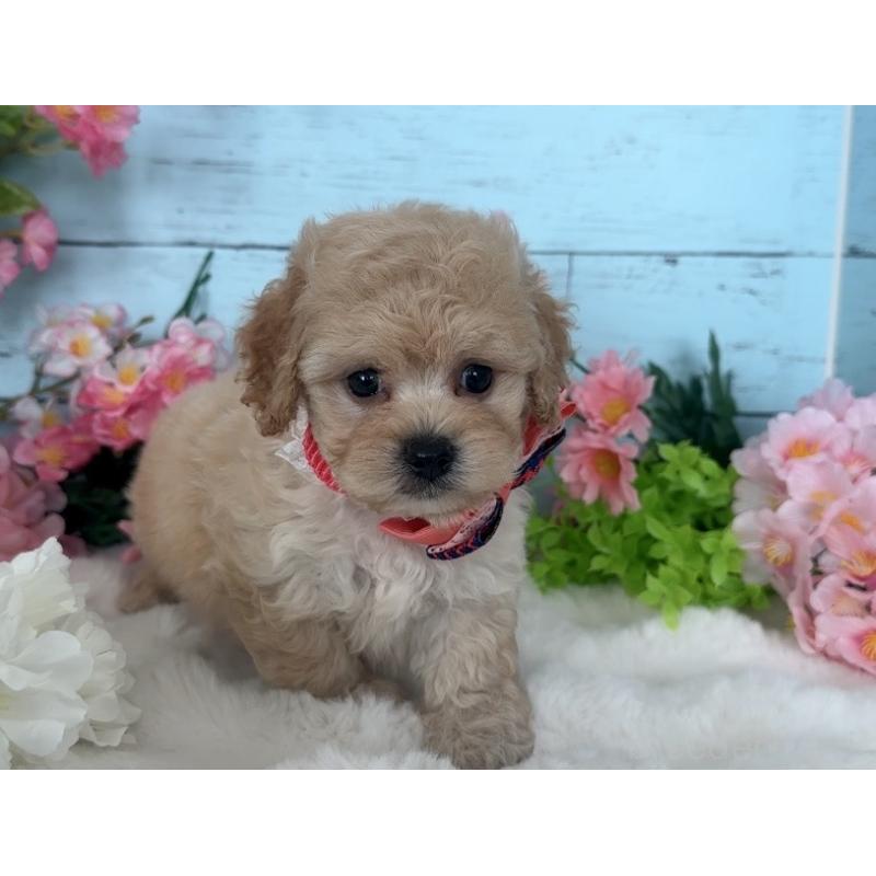 販売中の埼玉県のマルプー:マルチーズ×トイプードル-447210の7枚目