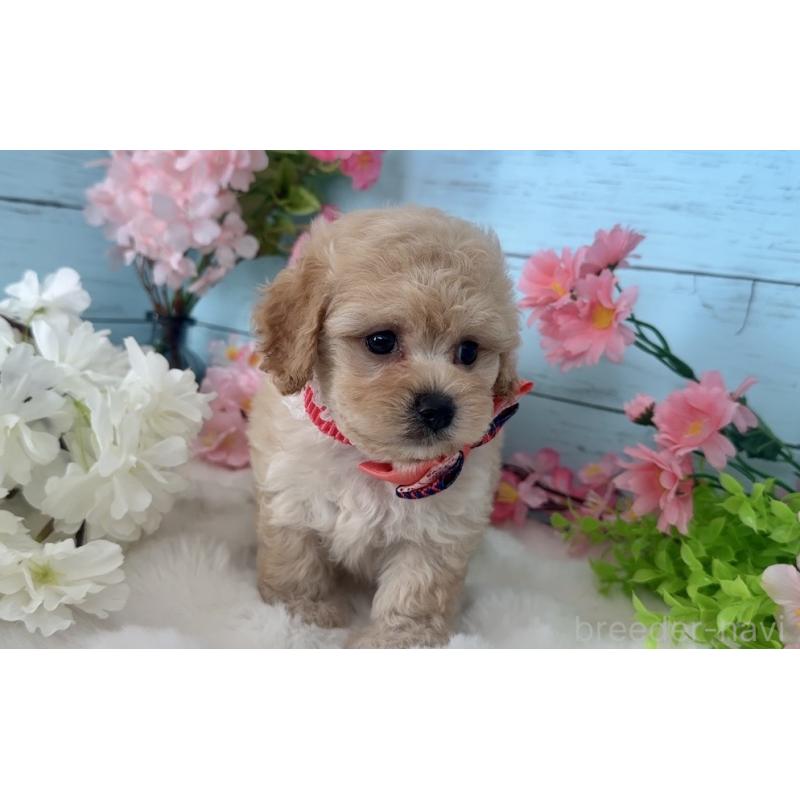 販売中の埼玉県のマルプー:マルチーズ×トイプードル-447210の5枚目