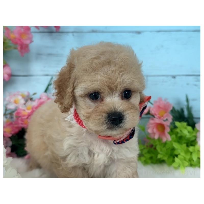 販売中の埼玉県のマルプー:マルチーズ×トイプードル-447210の2枚目