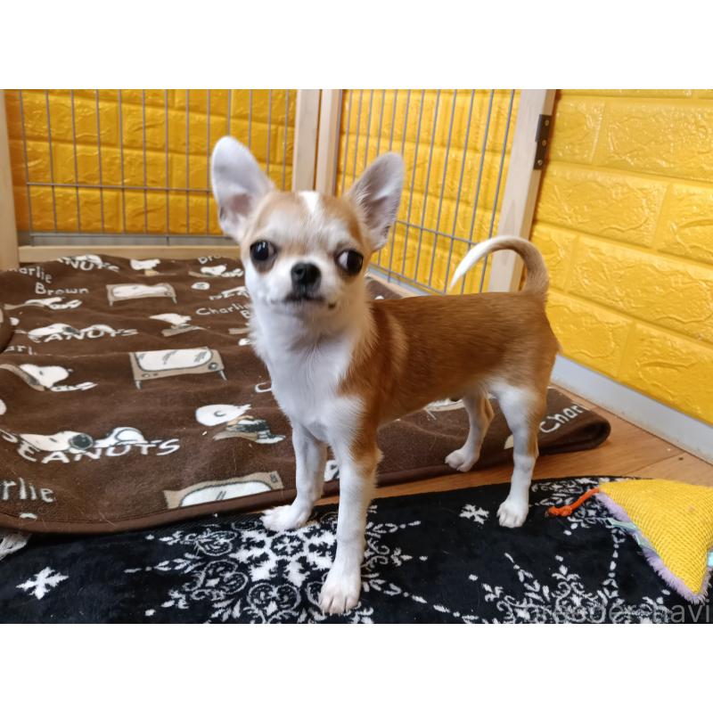 販売中の千葉県のチワワ(スムースコート)-420969の12枚目