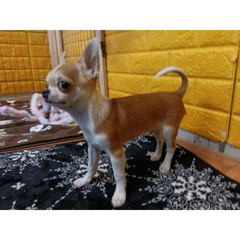 販売中の千葉県のチワワ(スムースコート)-420969の11枚目