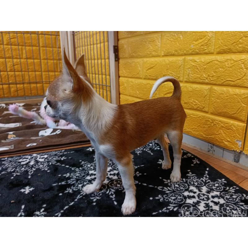 販売中の千葉県のチワワ(スムースコート)-420969の10枚目