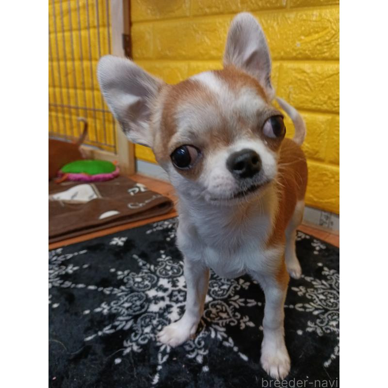 販売中の千葉県のチワワ(スムースコート)-420969の8枚目