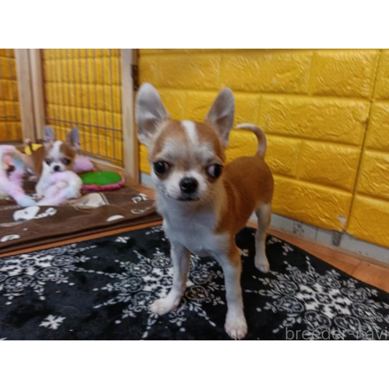 販売中の千葉県のチワワ(スムースコート)-420969の7枚目