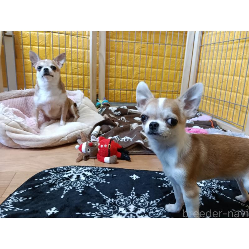 販売中の千葉県のチワワ(スムースコート)-420969の6枚目