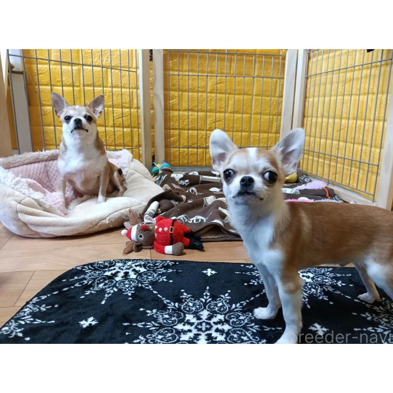 販売中の千葉県のチワワ(スムースコート)-420969の5枚目