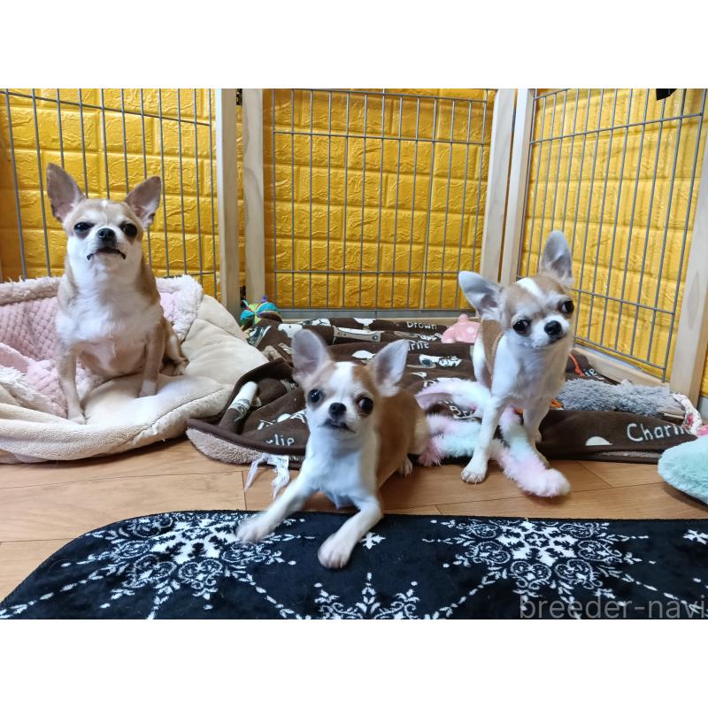 販売中の千葉県のチワワ(スムースコート)-420969の4枚目