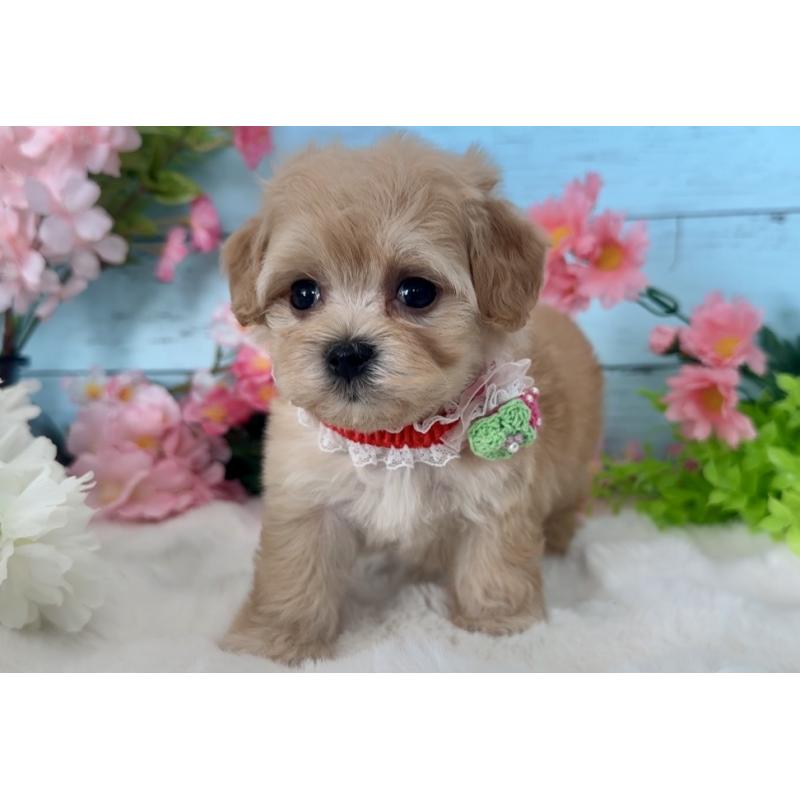 販売中の埼玉県のマルプー:マルチーズ×トイプードル-447212の8枚目