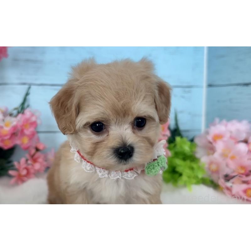 販売中の埼玉県のマルプー:マルチーズ×トイプードル-447212の7枚目