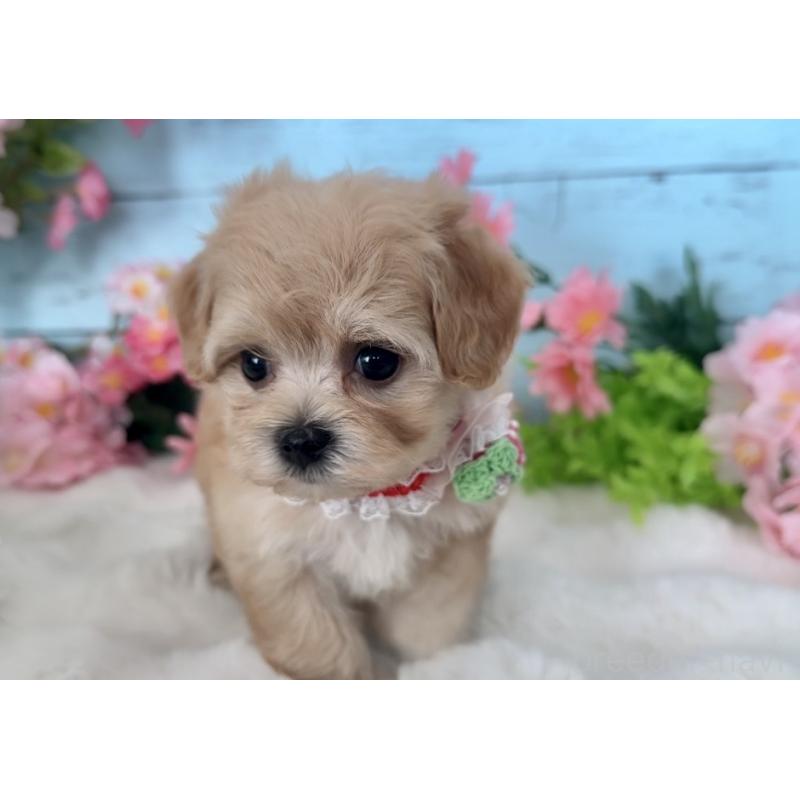 販売中の埼玉県のマルプー:マルチーズ×トイプードル-447212の5枚目