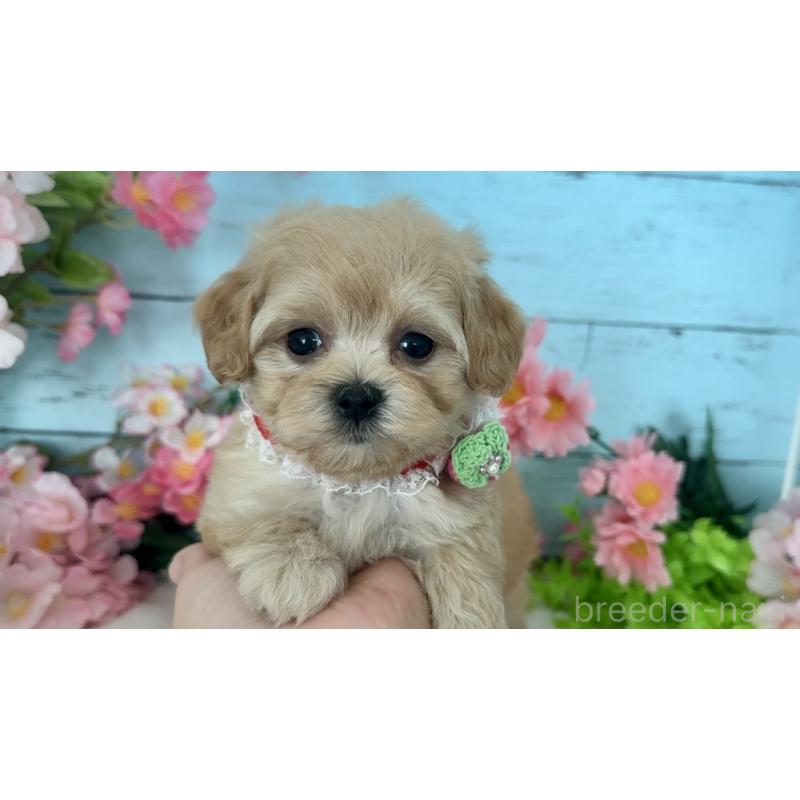 販売中の埼玉県のマルプー:マルチーズ×トイプードル-447212の4枚目