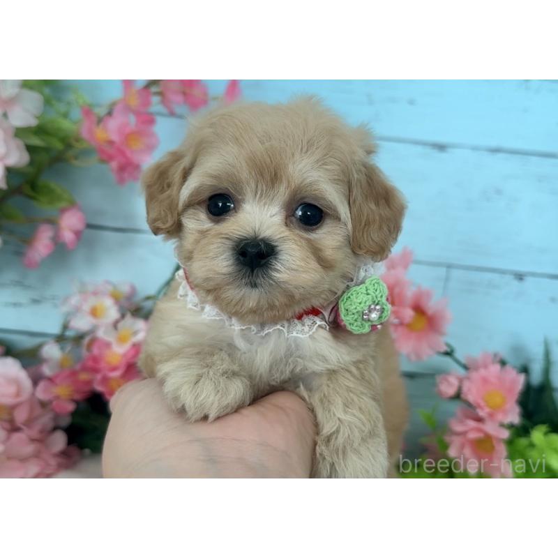 販売中の埼玉県のマルプー:マルチーズ×トイプードル-447212の2枚目