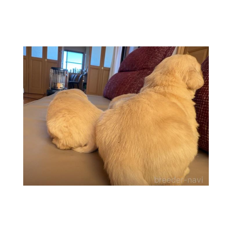販売中の愛知県のゴールデンレトリーバー-444692の5枚目