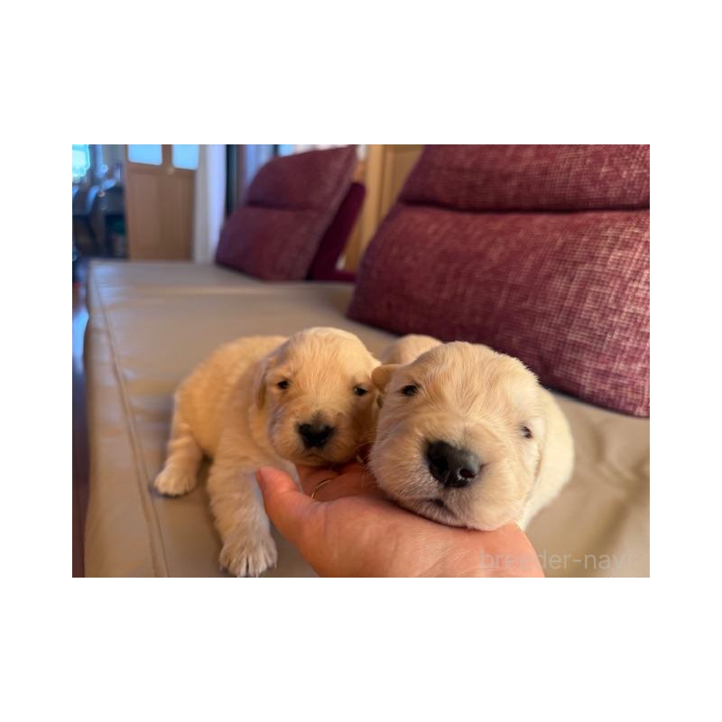 販売中の愛知県のゴールデンレトリーバー-444692の4枚目