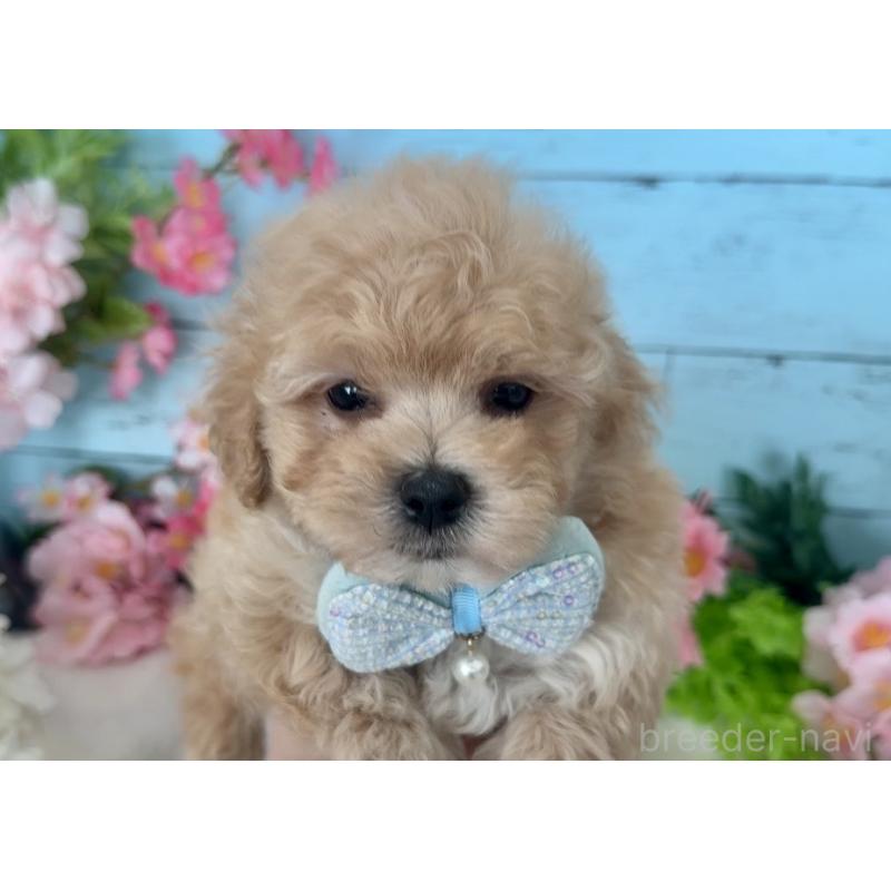 販売中の埼玉県のマルプー:マルチーズ×トイプードル-447213の5枚目