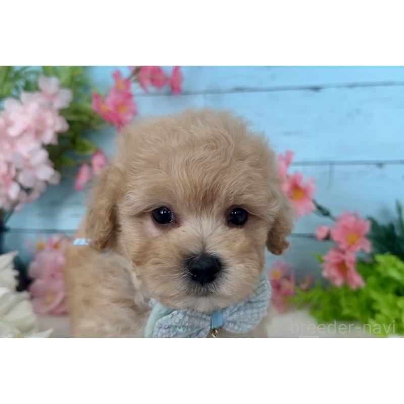 販売中の埼玉県のマルプー:マルチーズ×トイプードル-447213の2枚目