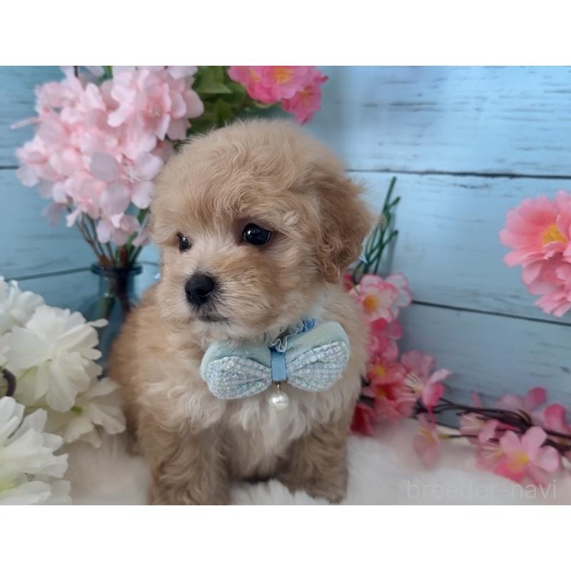 販売中の埼玉県のマルプー:マルチーズ×トイプードル-447213の3枚目