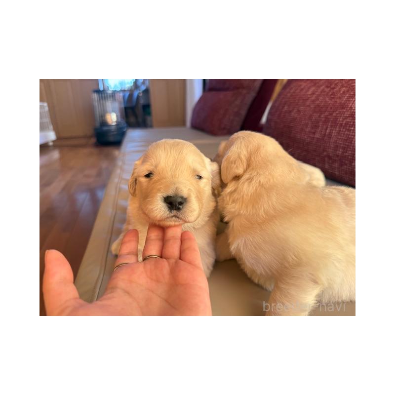 販売中の愛知県のゴールデンレトリーバー-445140の5枚目