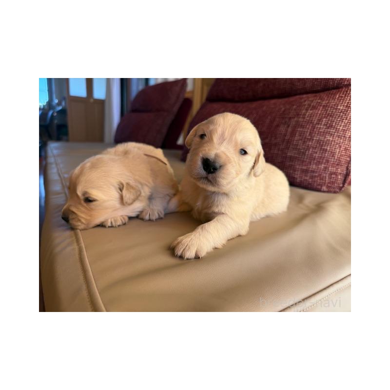 販売中の愛知県のゴールデンレトリーバー-445140の2枚目