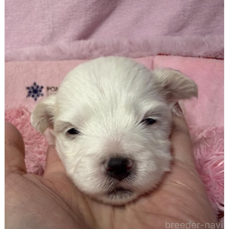 販売中の長野県のボロニーズ-447214