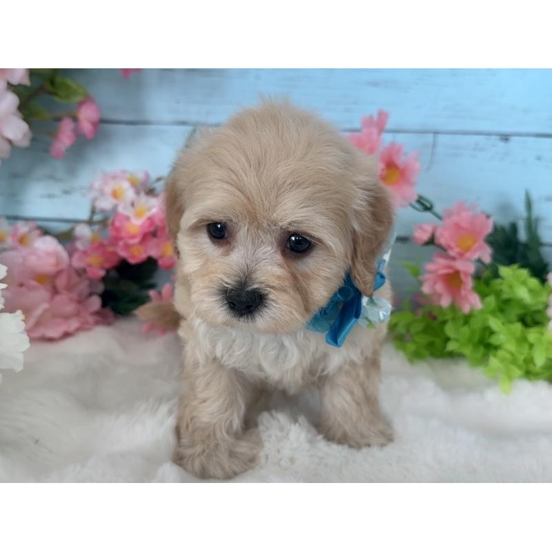 販売中の埼玉県のマルプー:マルチーズ×トイプードル-447215の5枚目