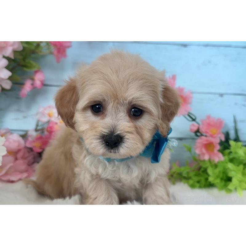 販売中の埼玉県のマルプー:マルチーズ×トイプードル-447215の4枚目