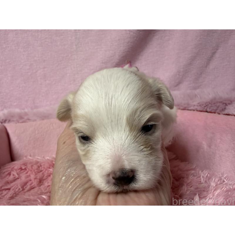 販売中の長野県のボロニーズ-447216の2枚目