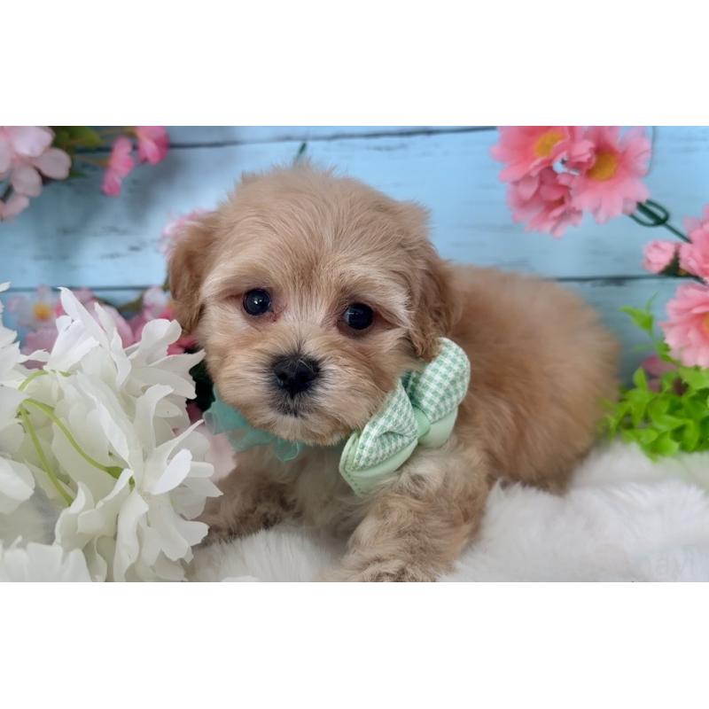 販売中の埼玉県のマルプー:マルチーズ×トイプードル-447217の5枚目