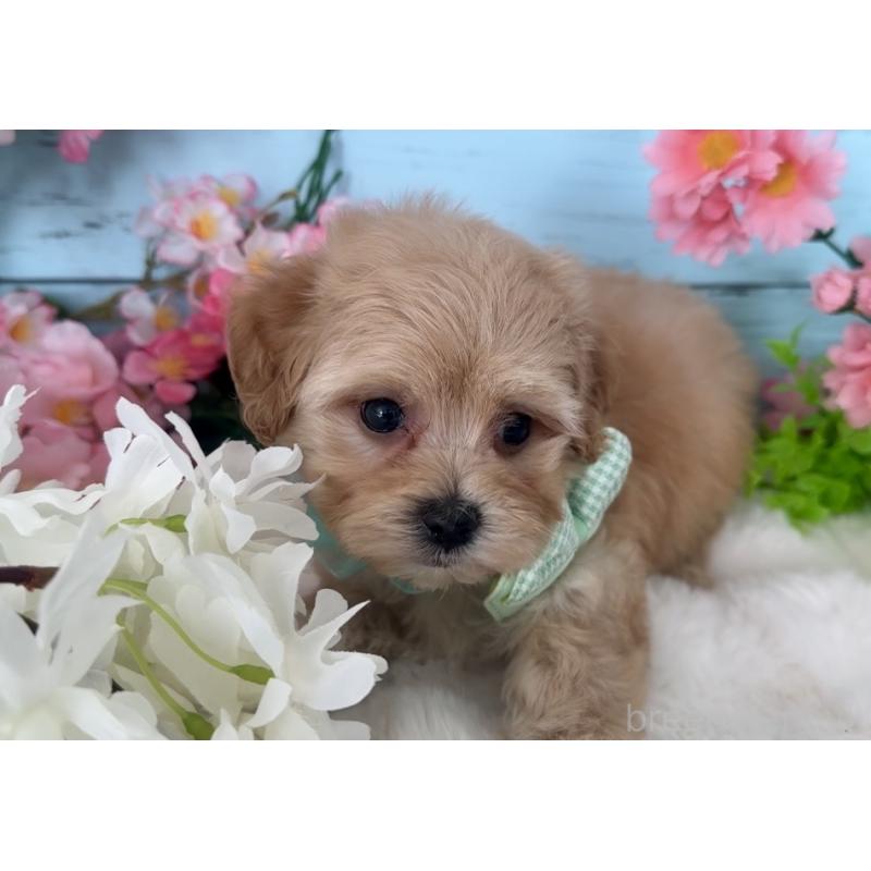 販売中の埼玉県のマルプー:マルチーズ×トイプードル-447217の2枚目