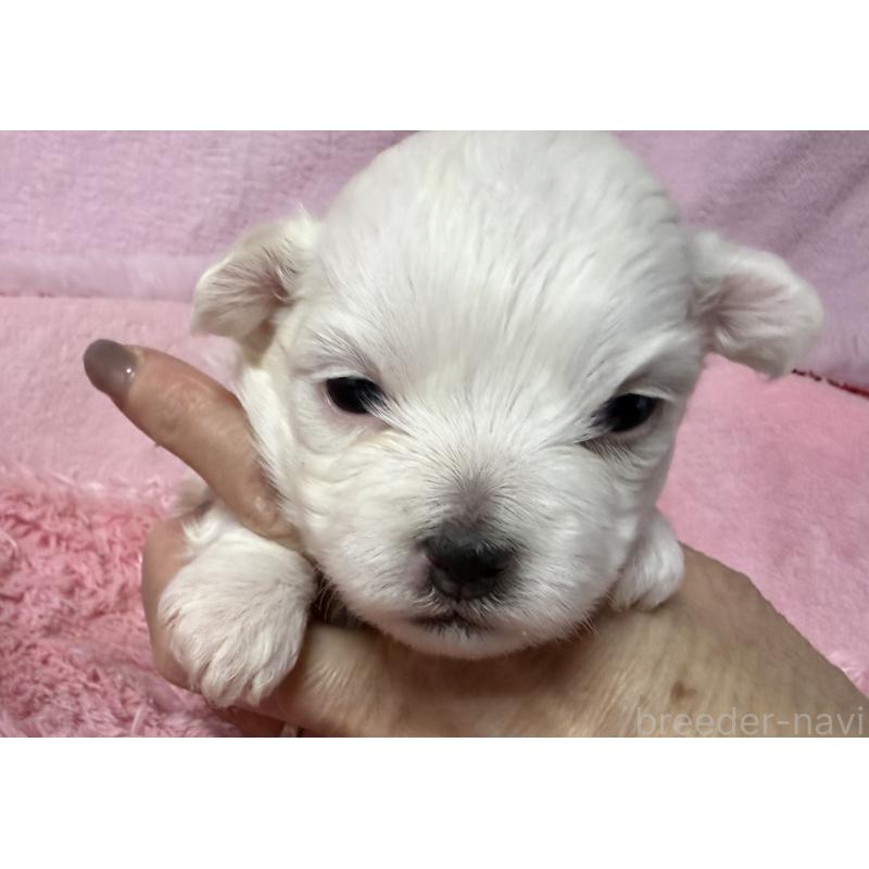 販売中の長野県のボロニーズ-447218