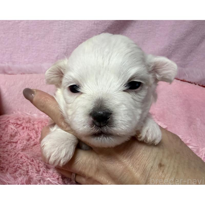 販売中の長野県のボロニーズ-447218の2枚目