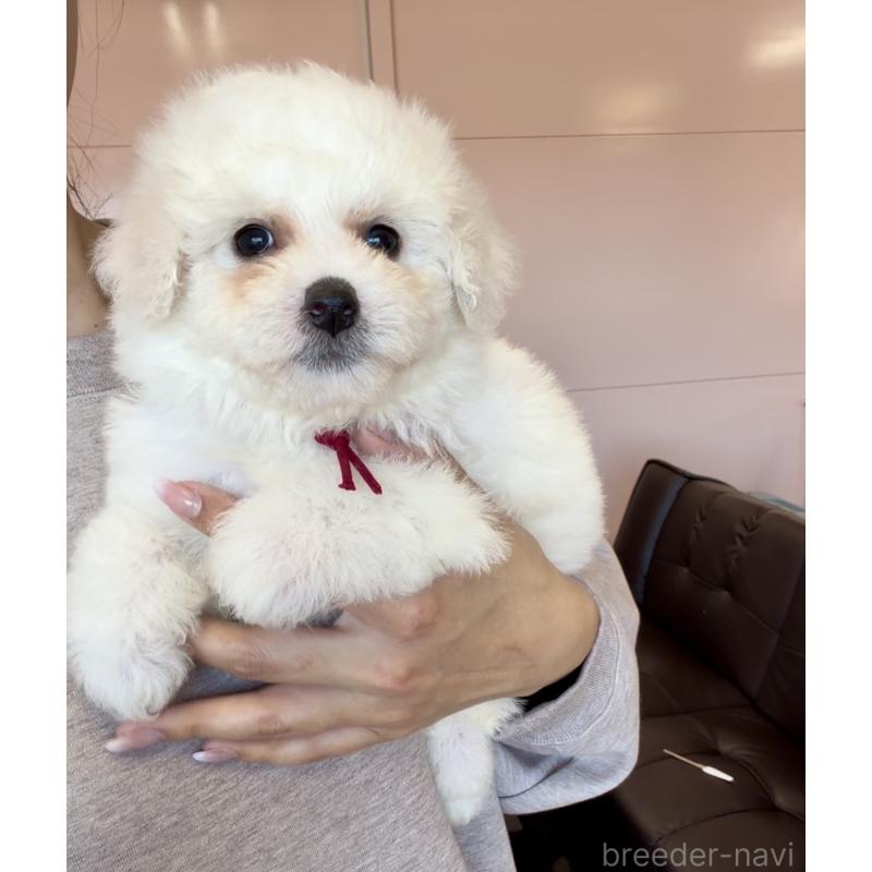 販売中の滋賀県のビションフリーゼ-447219の4枚目