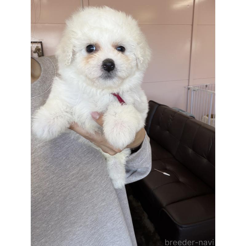 販売中の滋賀県のビションフリーゼ-447219の3枚目