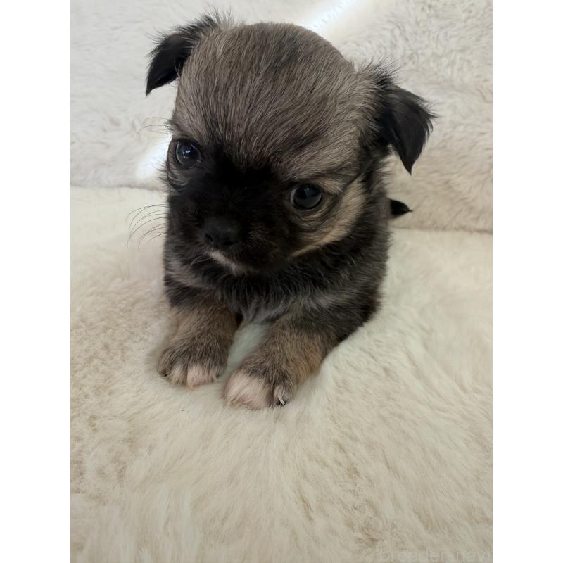 販売中の群馬県のチワワ(ロングコート)-447220の4枚目