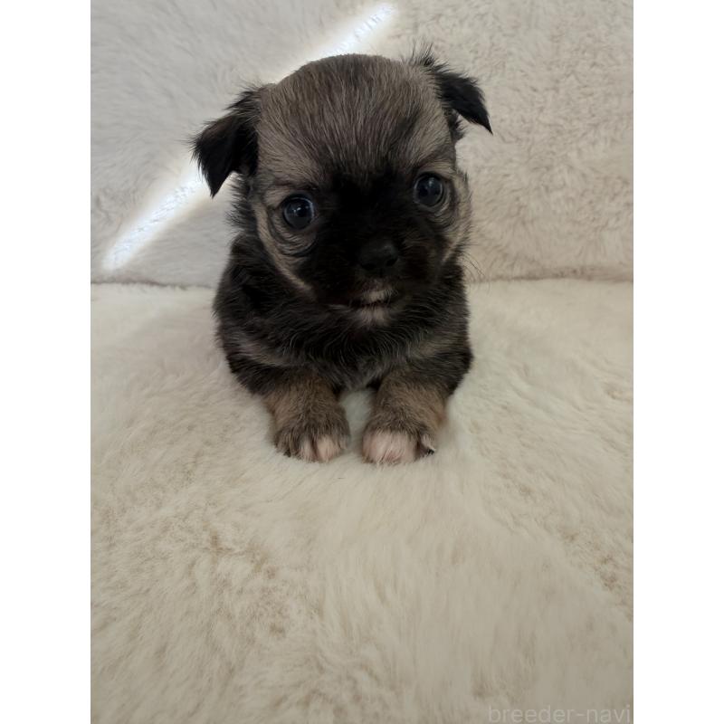 販売中の群馬県のチワワ(ロングコート)-447220の3枚目